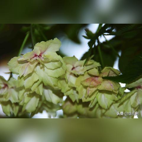 (翡翠和绿宝石哪个更有收藏价值)探秘翡翠绿宝石的价值与魅力:历史传承、稀有珍贵与神秘传说
